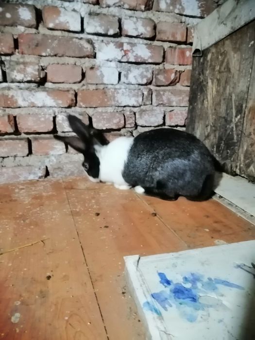 Vând iepuri hycol francez