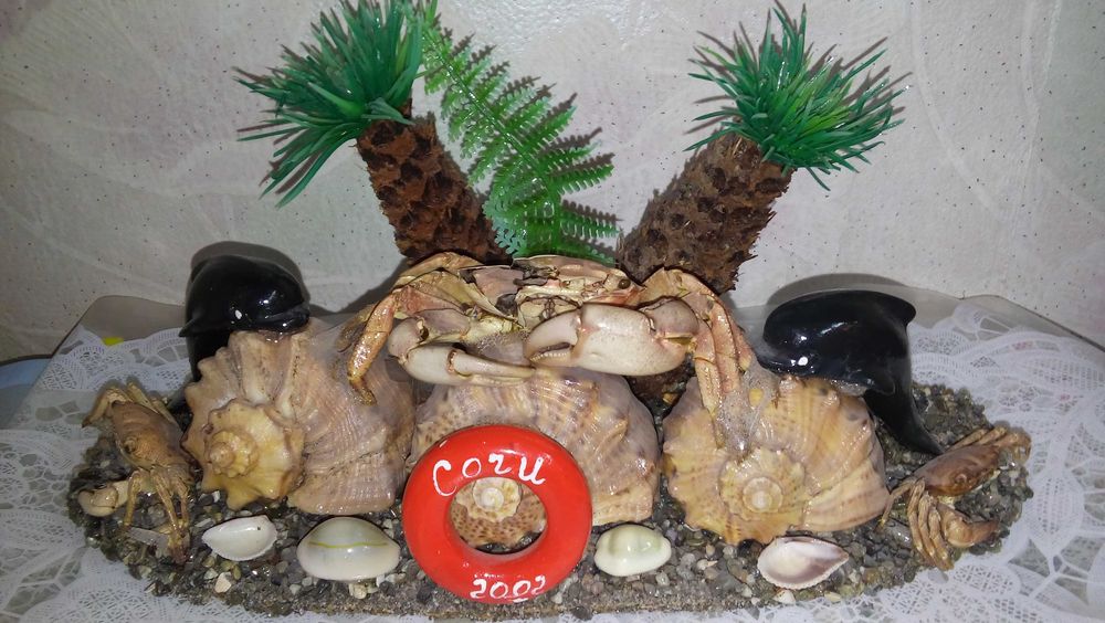 Продам ракушки по 3000 тенге
