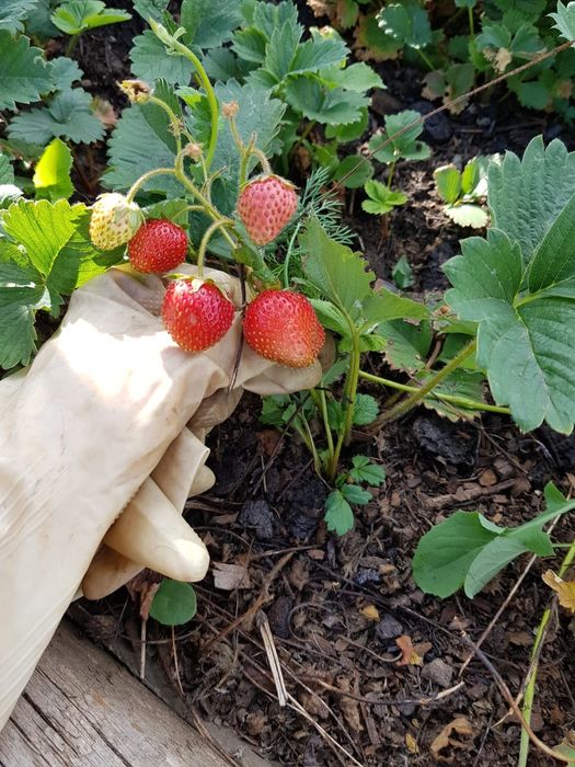 Продам ухоженную дачу в Степногорске