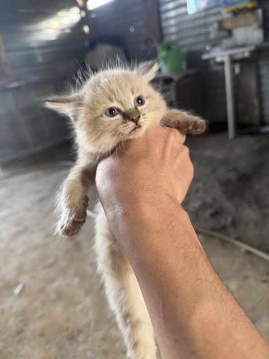 Отдам добрые руки