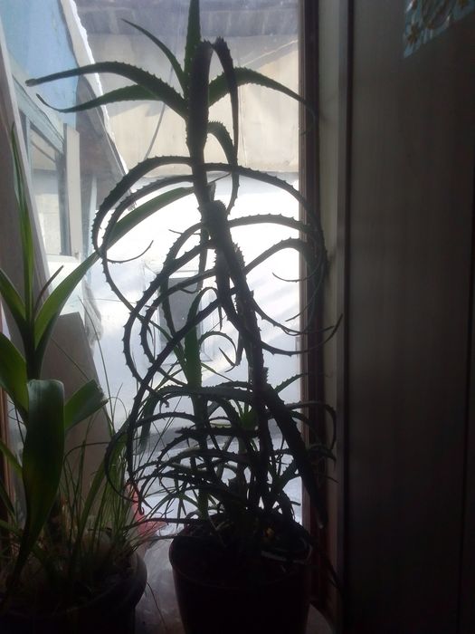 Продам алоэ 7лет