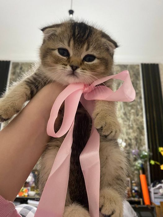 Продаю котёнка шиншила