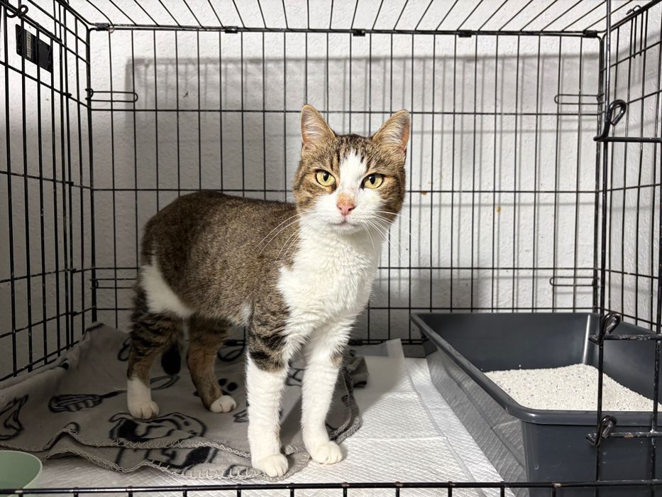 Pita, pisicuta sterilizata, aproximativ 5 ani