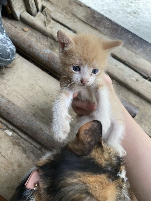 Отдам котят в хорошие руки