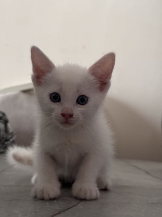 Отдаем котят в хорошие руки