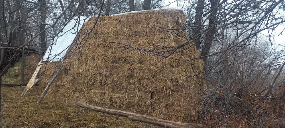 сено суданка с люцерной