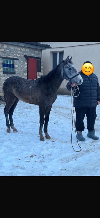 Агылшын кунан шыгар