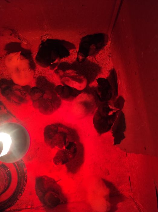 Брамо жужалар сотилади