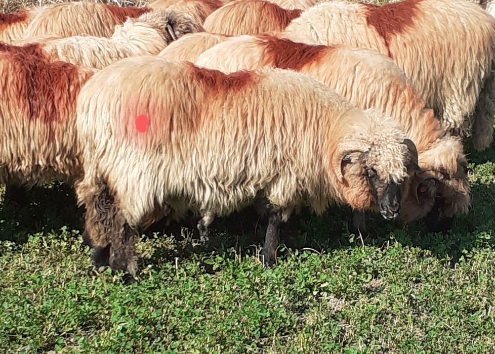 Berbec bucălău...