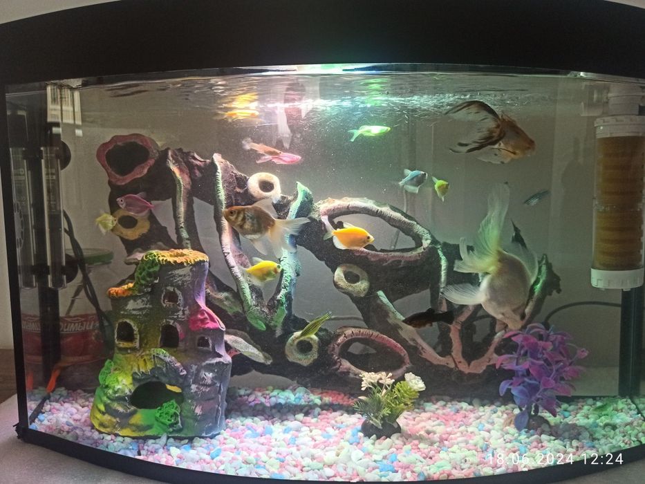 Akvarium va baliqlar sotladi