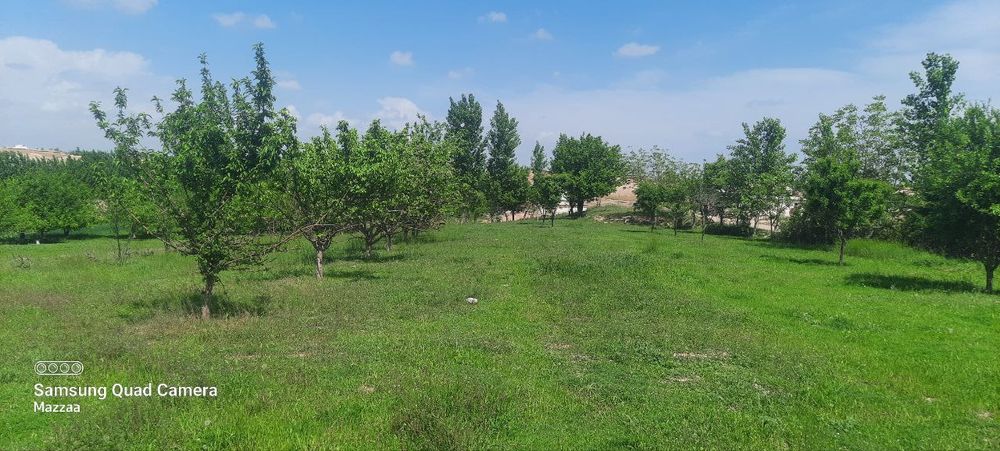 Qumqurğon tuman toyloqda 49 sotixli uy va xovli