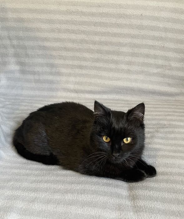 Котик 6 месяцев ищет дом