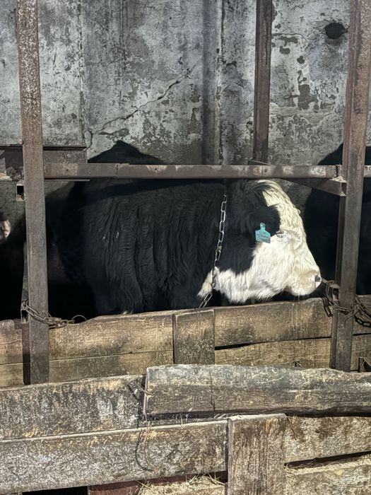 Бычки на племя акбас, ангус