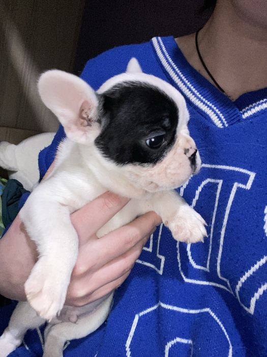 Французкий бульдог