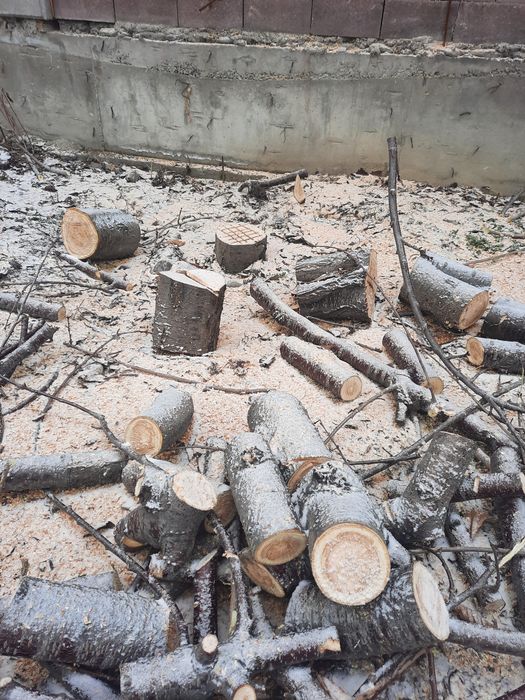 Карагач, вишня, слива