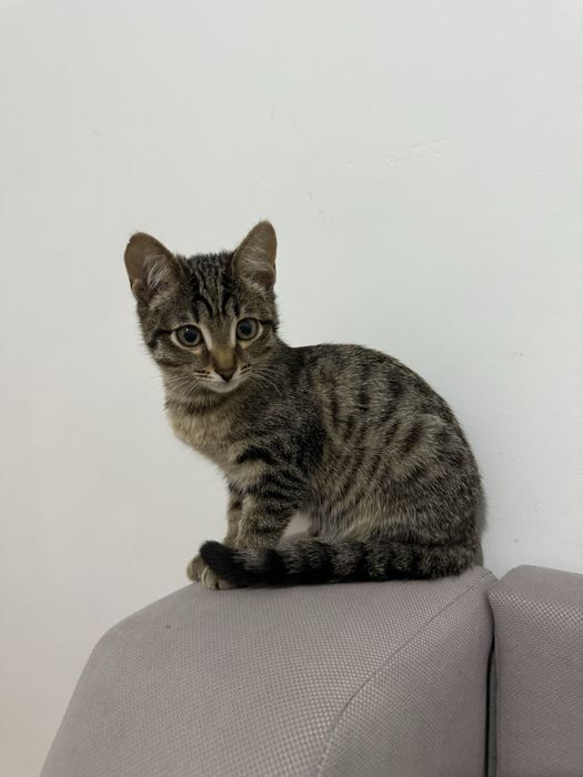 Кошка, 5 месяцев