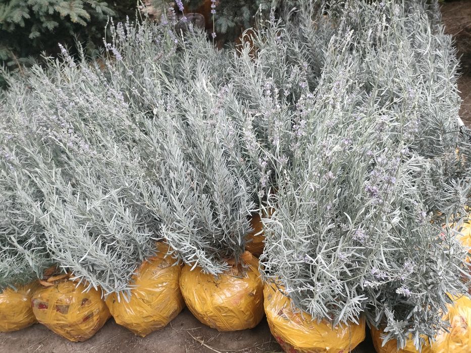 Роза, гортензии, лаванда горная