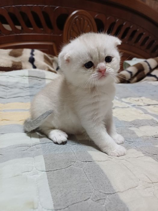 Seribristaya shinshila Folf Toza qonli Koʻzlari koʻk.