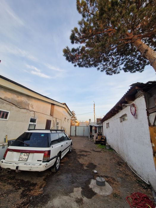 Продам живого субарика