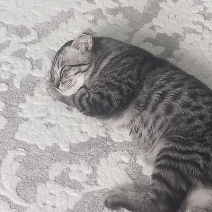 Шотландский вислоухий