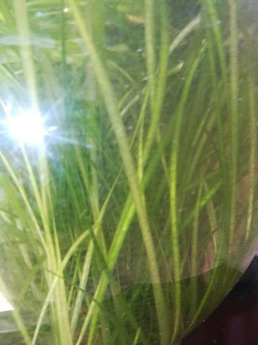 Продам водоросли аквариумные