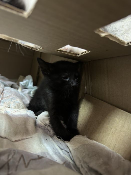 Котята, 4 девочки