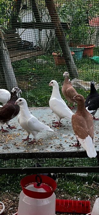 Porumbei voiajori de vanzare