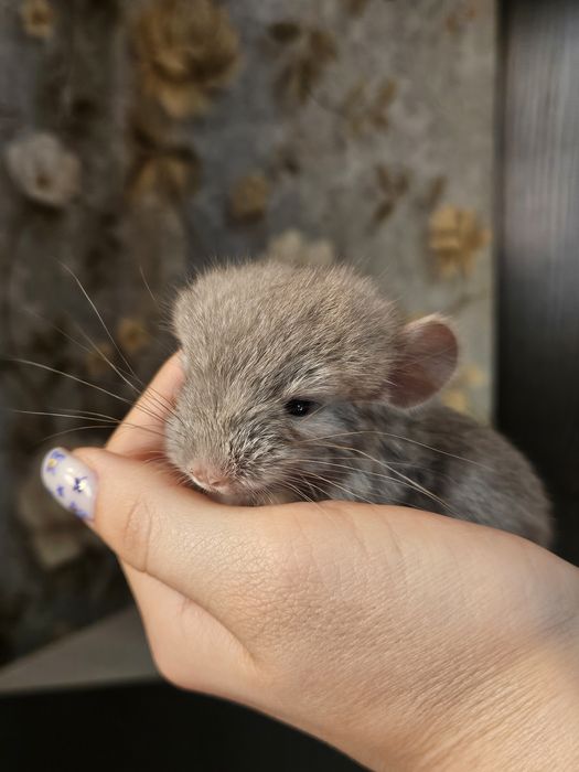Продается очаровательный мальчик  по имени "пик"