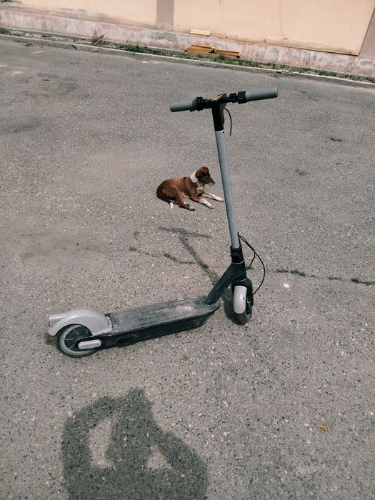 Самокат ninebot g30