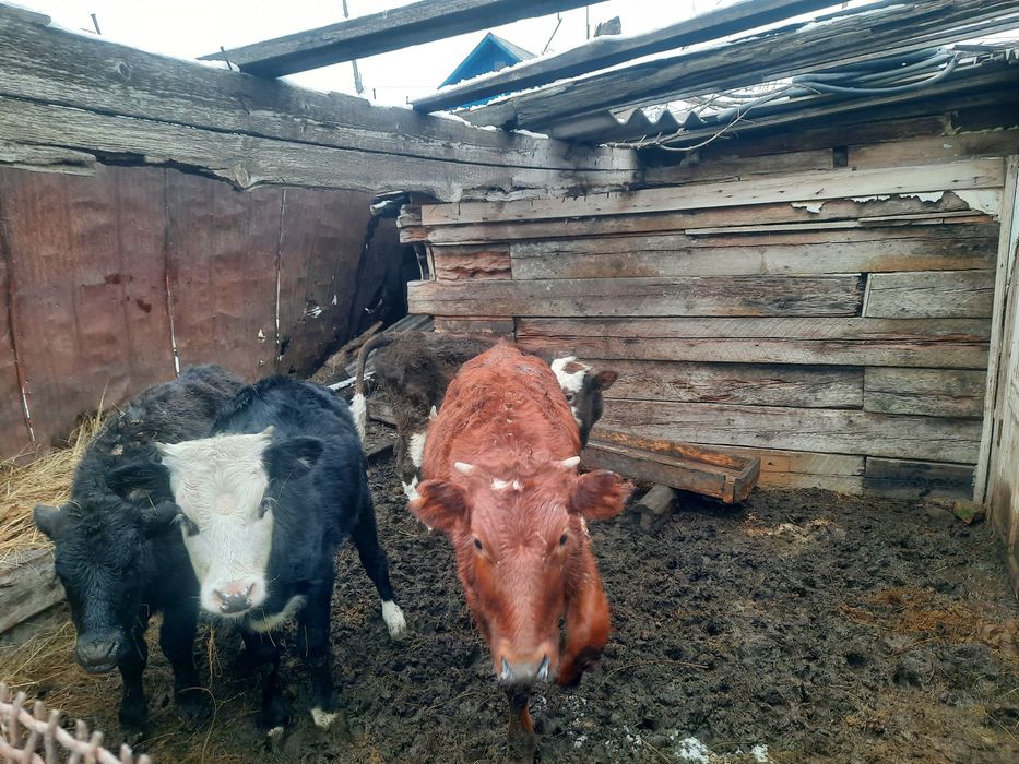 Продам 7голов бычок  оптом