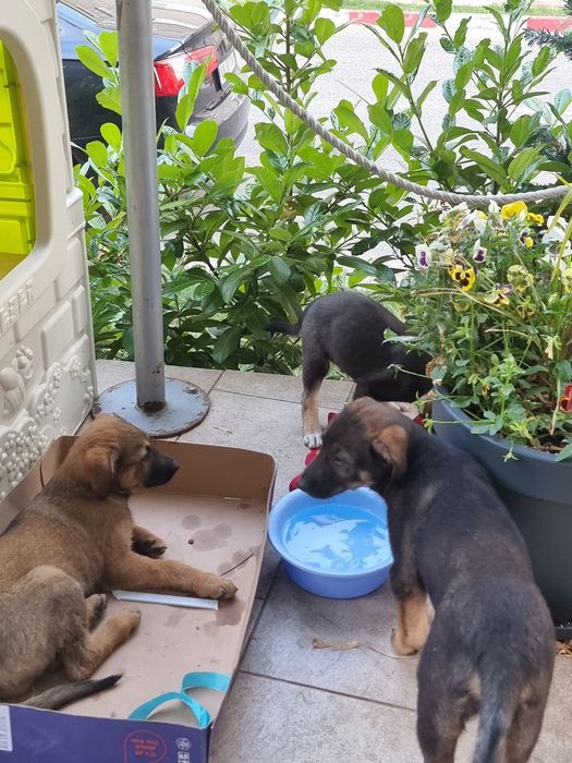 Adopție pui de cățel