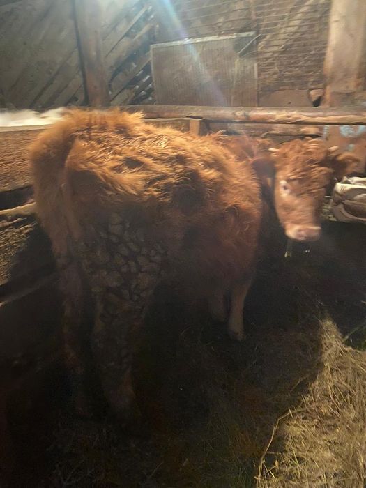 Продам КРС с откорма