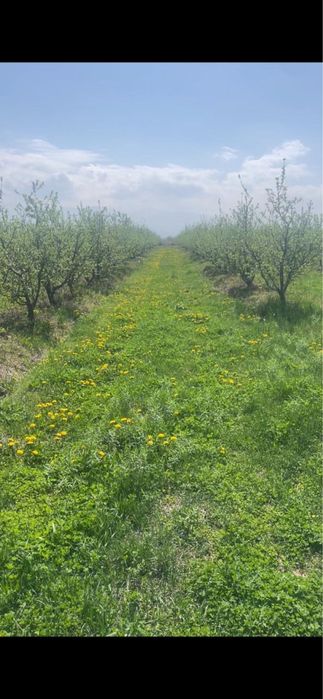 Продам яблоневый сад