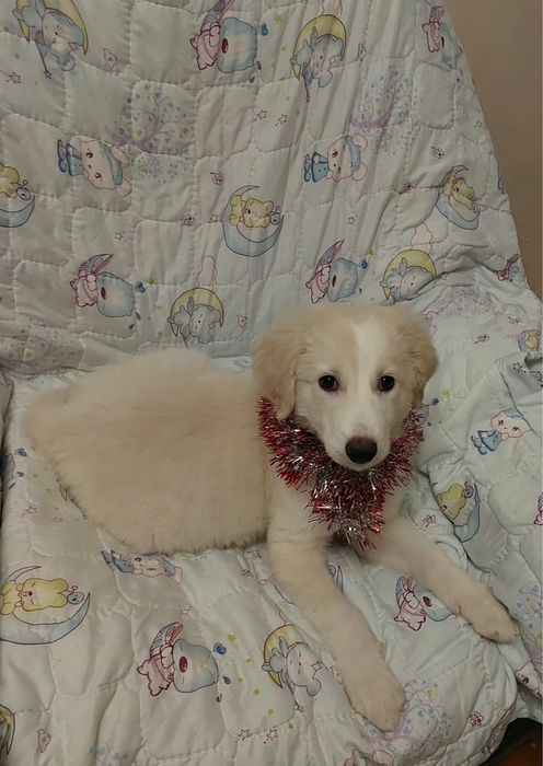 Отдам щенка девочку!