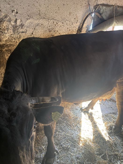 Vand vaca gestanta in luna a noua