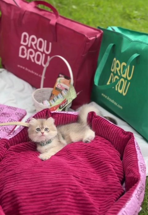 Baietel British Longhair cu pedigree