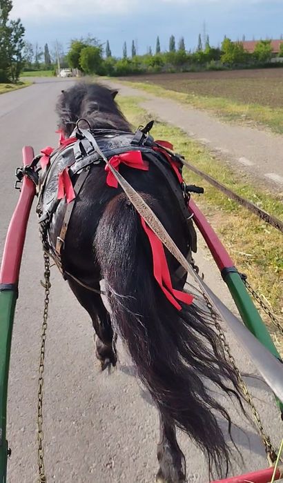 Ponei de vânzare