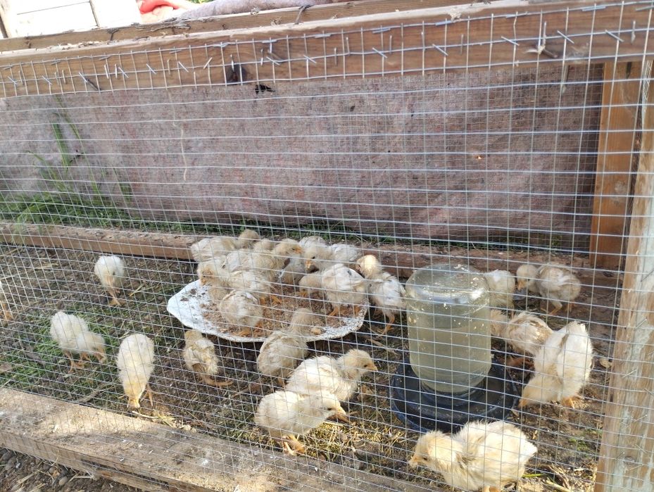 Продаются циплята