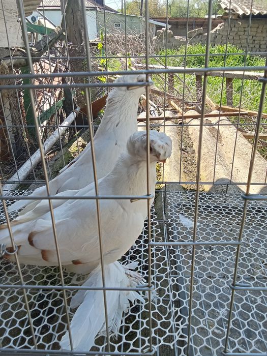 Продам голубей хороших