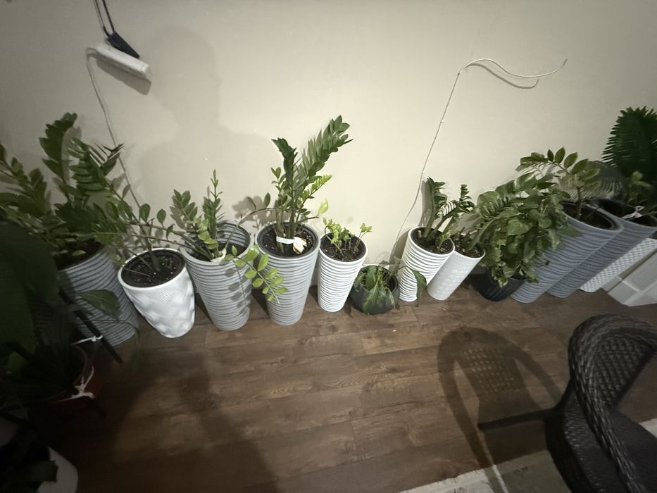 Гулдер сатылады келисим бар