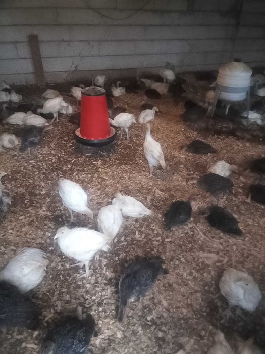 Pui de curca,curcani 1.5 kg albi și bronzați