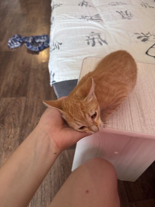 Отдам котенка в добрые руки