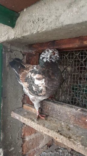 Американски Кинг