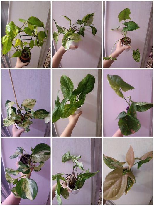 Фикусы Бенджамина,продажа