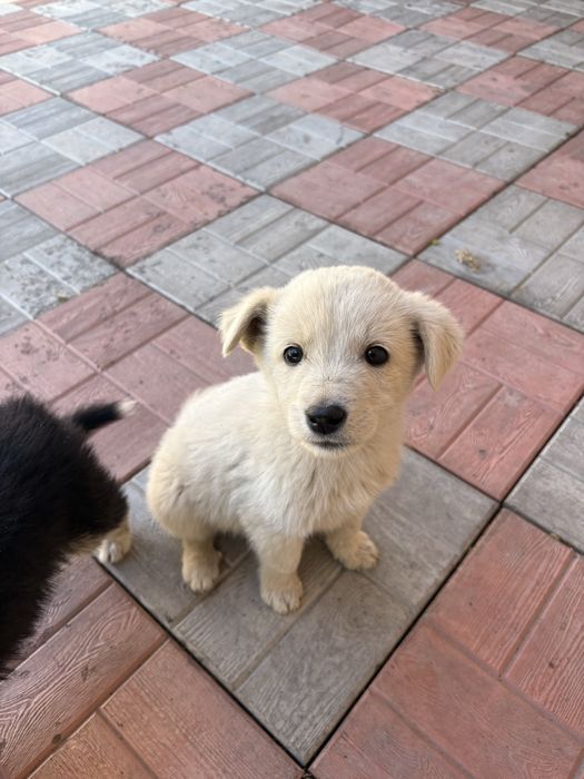 Отдам щенков срочно