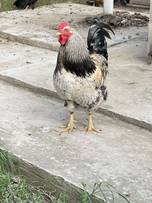 продам красивого Петушка