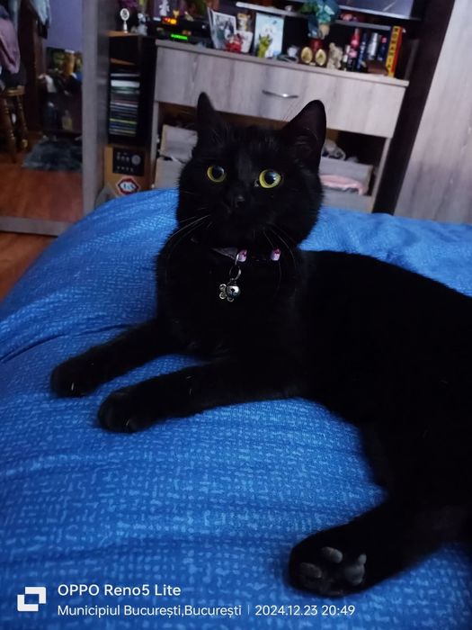 Adoptie Cautam familii permanente pentru Pisici negre cu blana lunga  6 luni - 2 ani