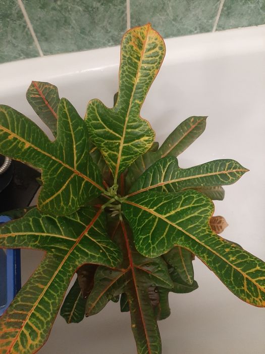 Комнатные растения распродажа