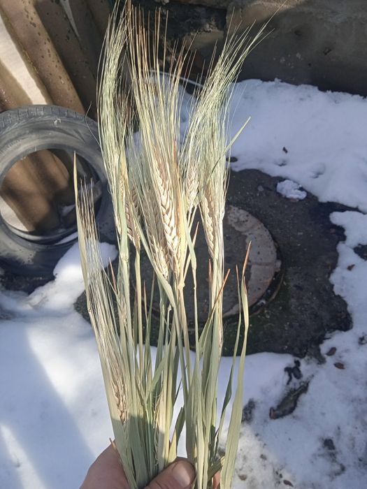 Семена ячменя АТЛИН.