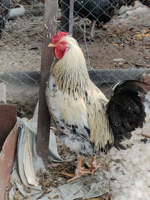 Продам петухов...